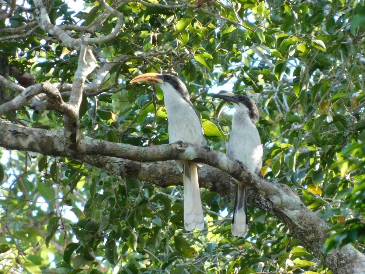 Apartament Yala Avian Eye Safari Buttala Zewnętrze zdjęcie